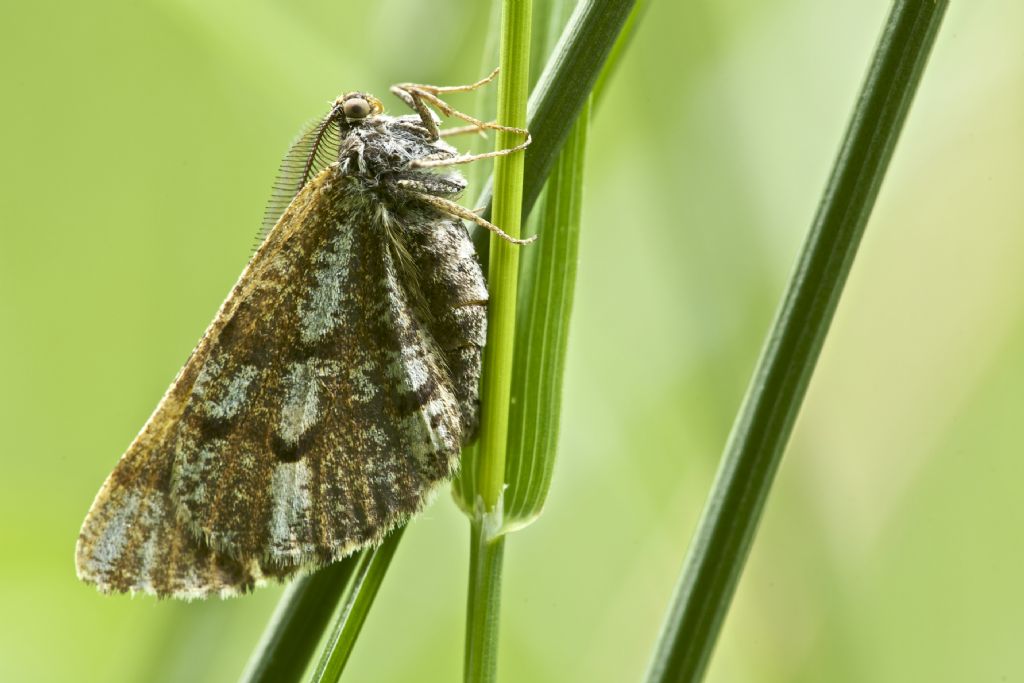 Pregasi ID - Bupalus piniaria